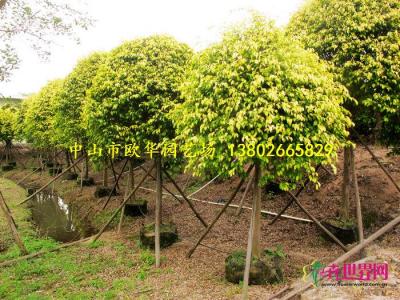伞型金叶垂榕