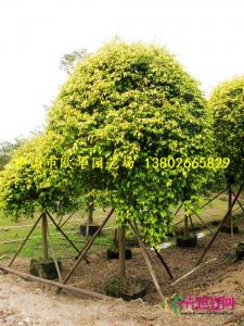 伞型金叶垂榕