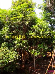 绿化芒果