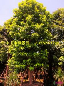 白兰