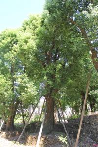 香樟