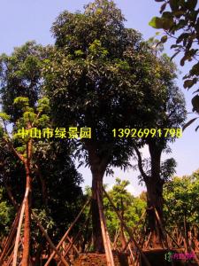 绿化芒果