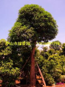 绿化芒果
