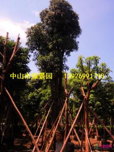 绿化芒果